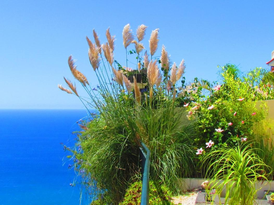 Casa Serena Apartments Arco da Calheta  Dış mekan fotoğraf